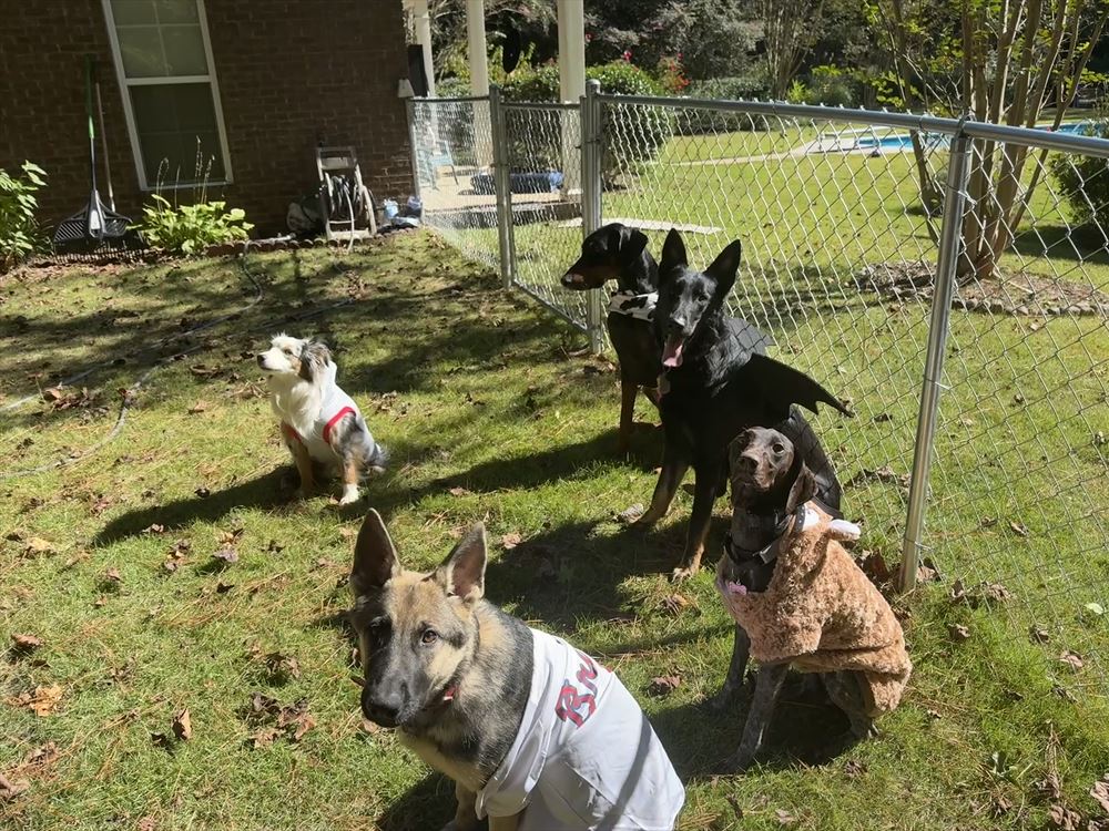 A group of boarding dogs relaxing together in a big fenced yard