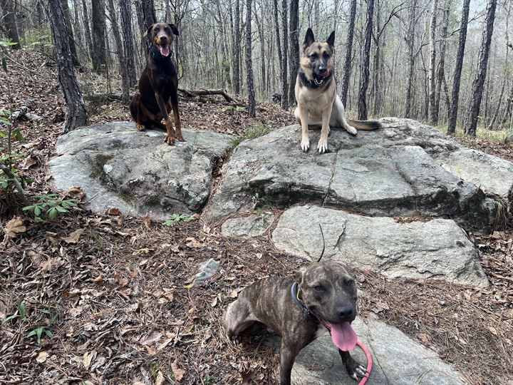 Dogs holding a stay on boulders in the woods