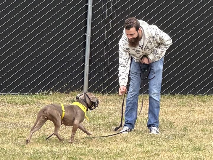 Matt leash-training a dog outside