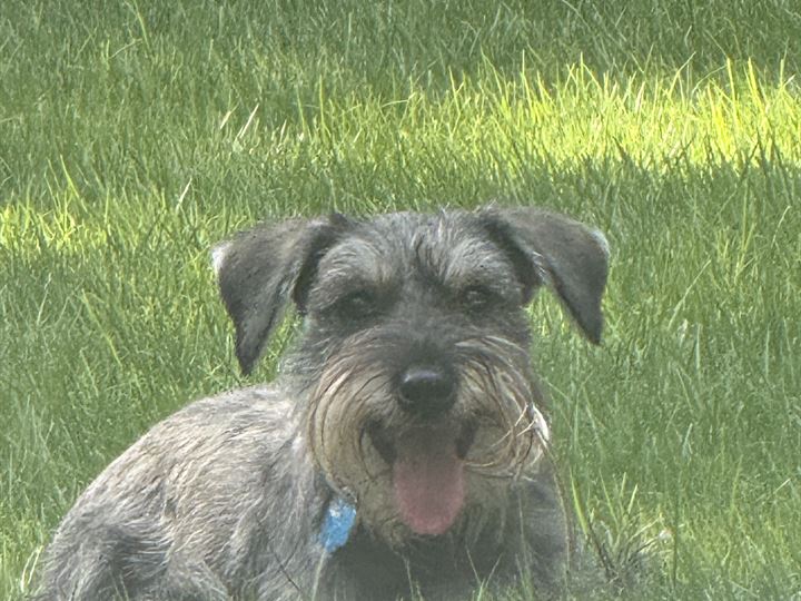 A young schnauzer lying in the grass