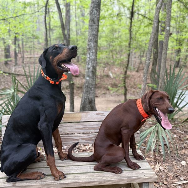 Domino the Doberman and a chocolate dog sitting on a bench in the woods