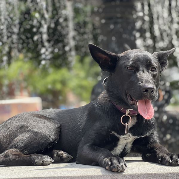 A black shepherd mix holding a down