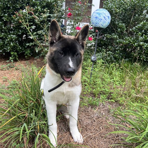 An Akita sitting politely in a garden