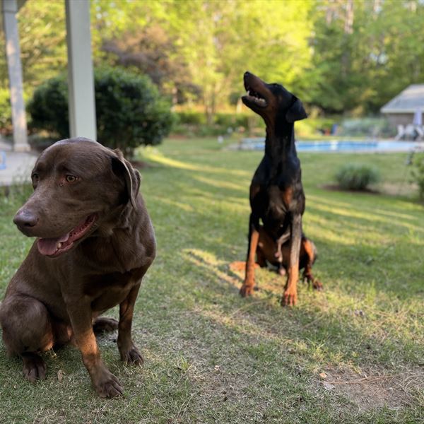 A chocolate lab and a Doberman sitting in the yard